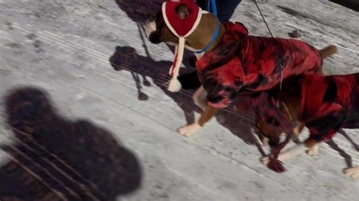 Uno(red/black hat) and her mom Phoenix(Red/white hat) leaving the show after we closed our vendor booth. #boxervonrambo #boxerdogsoftiktok #dogsthatdomore #boxerdogfans #boxer #smartboxer #boxerdog #goofyboxer #dog #boxerdogsofinstagram #sparkpaws #sparkpawsofficial #sparkpawsmodel | Boxer Von Rambo