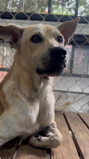 182K views · 10K reactions | 360 degrees ❤️‍啕 #strayanimalrescue #SAR | Stray Animal Rescue | Facebook