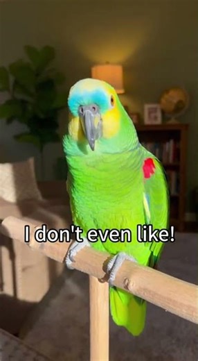 Parrot's Hilarious Phrase Repeat