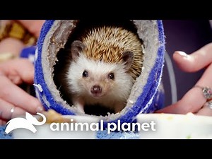 Most Embarrassing and Strange Pet Moments | Embarrassing Pets | Animal Planet