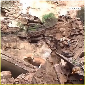 272K views · 3.1K reactions | Mother Dog Saves Puppies Buried Under A House! Credit: Animal Aid Unlimited | Animal Lovers | Facebook