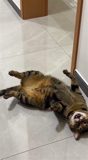 He only had ONE thing to do 😭😹