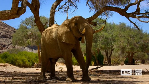 18K views · 23 reactions | Life as nature intended it.  #Eden: Untamed Planet premieres July 24th on AMC, AMC Plus, and BBC America. | AMC | Facebook