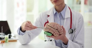 Doctor points pen to parts of realistic brain model in hand sitting at table in clinic. Specialist explains structure of human brain on model slow motion