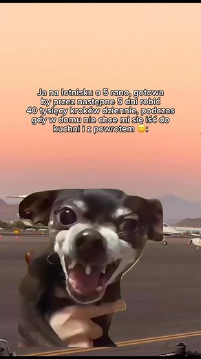 7.4K views · 1.9K reactions | I to jest ok 鸞 #meme #funnymeme #mem #humor #śmieszne #funnyanimals #funnydog #travel #podróże #memes #funny #funnyvideos #dog #animal #traveling | Lastminuter | Facebook