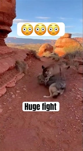 Hiker Captures Mountain Lion Attacking Coyote in Desert#shorts