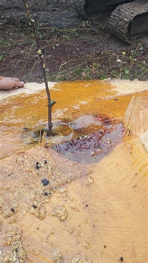 Pitchy fir part 3 #trees #treefalling #pitch