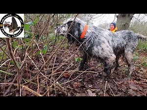 SETTER ANGLAIS à l'arrêt sur ?