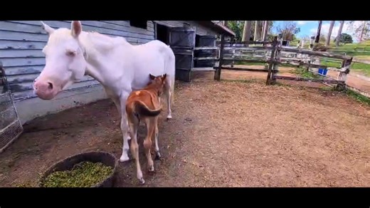 ~Jennifer here ~ The girls are home and settling in. Tomorrow I'll give you a medical update on their treatments moving forward. But tonight, let's just enjoy the fact that mum and baby are helping each other heal. Westvets..... you've done it again with your foal expertise. Thank you. Tim and Kate who rescued her and brought her all that way to us to save her life. I'm glad I answer my phone always, even at 2am to hear about a baby who needs saving. A Brumby baby found on the side of the road i