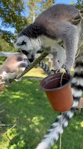 2K views · 44 reactions | Our amazing keeper Ria made some fun toys for our Lemurs, and they love it! 懶 #lemur #conservation #madagascar #lemurking #enrichment #animalkeeper #zookeeper #animalsofinstagram | Manor House Wildlife Park | Facebook