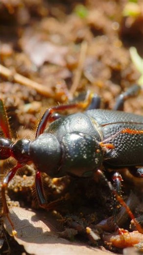 Army Ant vs Ground Beetle | Real Macro Insect Battle
