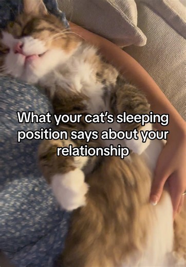 What your cat’s sleeping position says about your relationship #catsoftiktok #cat #cutecat