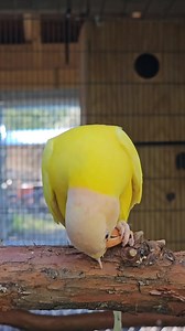 ♦️Parrots Colors And Ⓜ️utations.. 🔴 plum-headed parakeet Mutations.. ✨ plum-headed parakeet lutino female Mutation .. 🔴 The plum-headed parakeet... (Psittacula cyanocephala) 🔴 Conservation status: (LC) Least Concern. Population trend: Decreasing 📹 Paradise Aviary 🎯 Disclaimer : We have no commercial purpose while sharing this video/picture. Its purely for social awareness. 🎯 📹 Video / 📷 Picture All rights and credit reserved to respective photographer/owner. #saveparrots | Belal Moheb