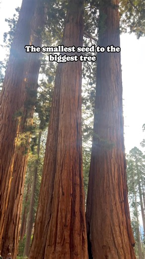 The largest trees on earth come from the smallest of seeds…how incredible!🌲 #sequoianationalpark #sequoia #sequoiatree | Flyingdawnmarie
