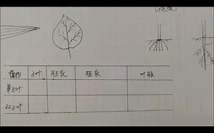种子植物 被子植物 单子叶双子叶 根系 叶脉 （人教版初中生物七年级上册 种子的结构）