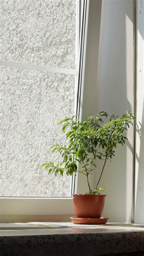 Plant Identifier App | Your Plant Guide on Instagram: "🌱 Plant Fact of the Day – Fact 4 Did you know plants naturally grow toward light? ☀️ That’s why your plant might start leaning or growing unevenly. 🔄 Quick tip: Rotate your plant every few weeks so it grows balanced and strong 🌿 We share one plant fact every day to help plant lovers care smarter 💚 📲 Learn more with Florio — link in bio#PlantReels #PlantFacts #PlantFactOfTheDay #HouseplantCare #IndoorPlants #PlantTips #PlantLovers #Urban