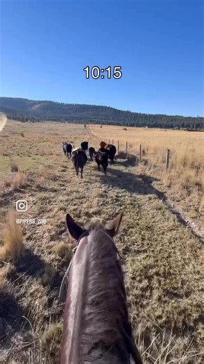 Johnny’s first time seeing cows, time stamped for your viewing pleasure. 😂 I woke up to a text from my dear friend asking if I wanted to help her get a few stray cows home and when I asked if this was a “bring your horse” activity, she not only said yes, but also said I could bring Johnny. I got all excited about it, got him and I ready and then sat there, spiraling down the “what-if” rabbit hole. Like usual. So I called my friend and asked, “how helpful do you need me to be?” She responded, “n