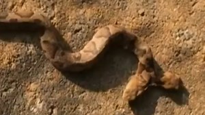 Two-headed copperhead snake found in a backyard