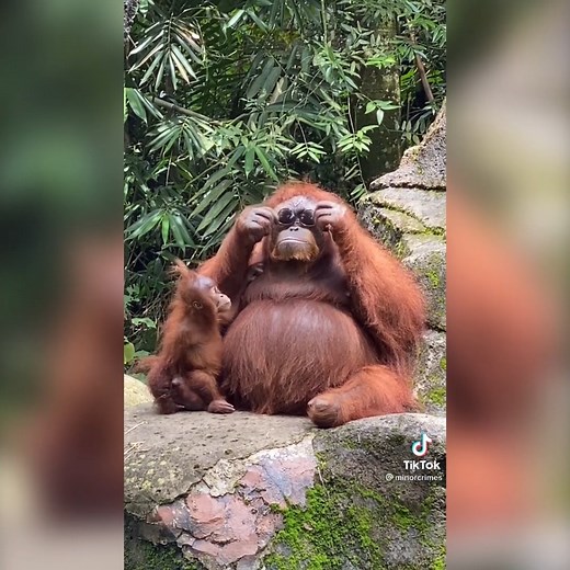 Orangutan wears woman’s sunglasses after they fall into zoo enclosure | The Independent
