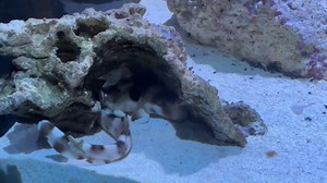 Shark Pup Born at Brookfield Zoo