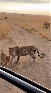 Leopard THREATENS Lion Cub - Pride Steps In 😱 #viral