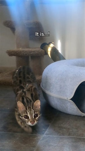 You can believe your eyes— it’s RUE! 🐾🐆 With the help of a hidden camera, we got a cat’s eye view into this rescued Asian Leopard Cat’s burst of indoor FUN! ⚡️ #asianleopardcat #leopardcat #happycat #catzoomies #rescuecat | Wildcat Sanctuary