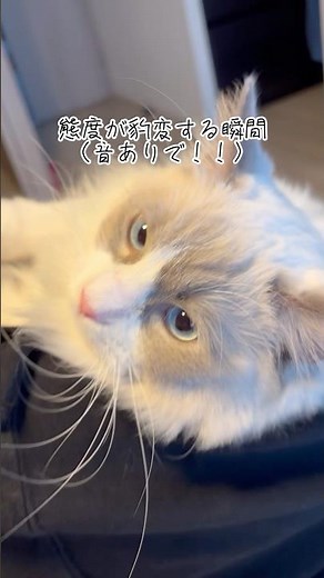 ラグドールのとまと🐈鳴き声の変わりようが🤣🤣テンション上がった時の声、かわちー💖 #ラグドール #ラグドール子猫 #猫 #かわいい #猫の鳴き声 #cat #cute #kitten