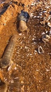 968K views · 16K reactions | Amazing Catching Sea Creatures on the Beach | Profe Massi - Materiales Educativos | Facebook