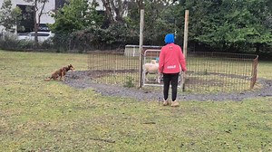 This is a very simple yet effective exercise teaching the dog the directional commands. | Herding Dog Training Melbourne.