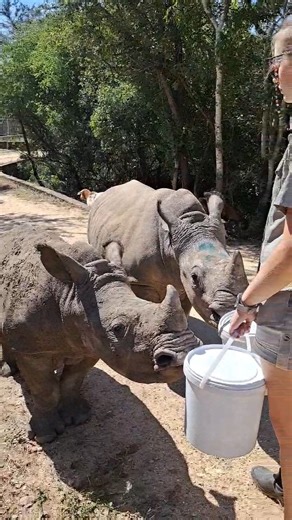 36K views · 1.1K reactions | A double milk feed for Peter and Bula, which means double the slurpies. #savourtheslurpies | Hoedspruit Endangered Species Centre | Facebook