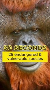 30 seconds, 25 endangered & vulnerable species that community-led and community-based organizations are working to protect. This #EndangeredSpeciesDay, we remind ourselves that we are nature—not separate from it. Our communities include our ecosystems and the wildlife that inhabit them. Our communities have the power to protect our shared home. The survival of every species is interconnected with our own 🌍 What are communities around the world doing to protect these species? Come find out! http