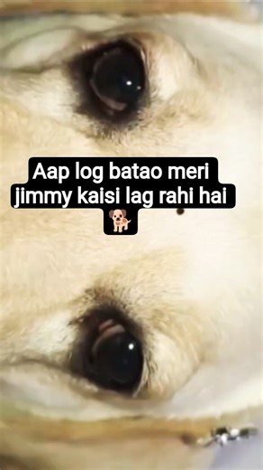 Jimmy Ka makeup 😘#subscribe #pets #ytshorts#shortvideo #petlover #likeforlikes#song #youtuber#share