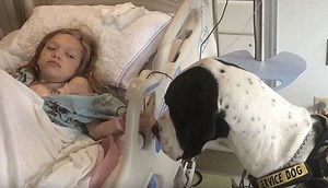 George: The Great Dane Service Dog Had the Best Dog Day