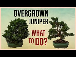 How to Fix It: Overgrown Chinese Juniper Bonsai