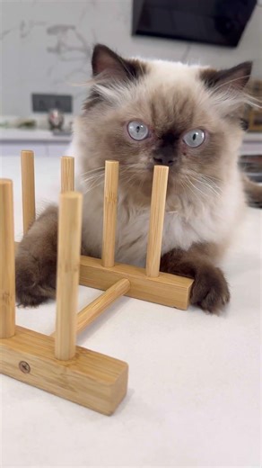 No More Messy Plates! 😍 Easy Organizer Fix