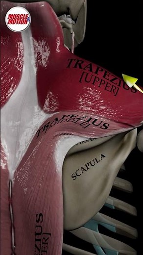 SCAPULA ELEVATION in 3D! 💥 #anatomy #strengthtraining