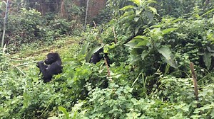 Watch: Grauer's gorillas "sing" with delight after being relocated to a new enclosure at Gorilla Rehabilitation and Conservation Education Center sanctuary filled with their favorite native vegetation. Learn more about GRACE's work to rescue and rehabilitate orphaned gorillas: https://gracegorillas.org/ | Arcus Foundation Great Apes & Gibbons Program
