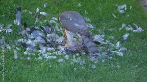 Female bird with feral pigeon prey. UK. The Eurasian sparrowhawk, also known as the northern sparrowhawk or simply the sparrowhawk, is a small bird of prey in the family Accipitridae.