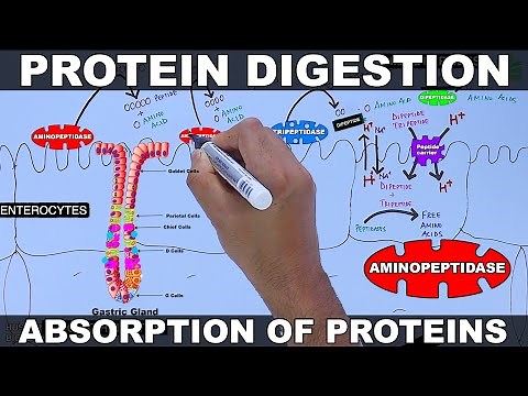 Digestion and Absorption of Proteins