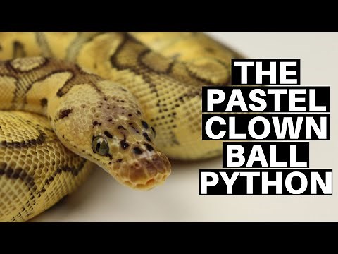 Morph Guide #10: The Pastel Clown Ball Python - Benjamin's Exotics