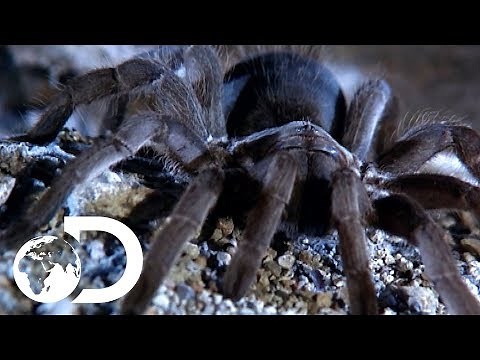 The Tarantulas of Australia | Ultimate Spiders