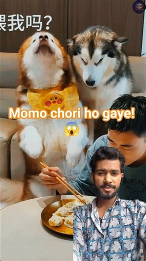 Momos ki chori! 😂 Sabse tez doggy 🐕 #shorts #funnydogs #comedy