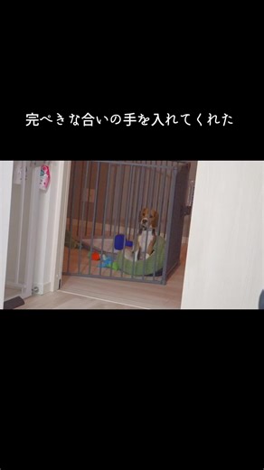 ビーグルとの完ぺきな生活の楽しみ