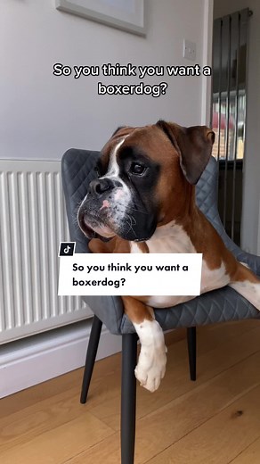 Considering a Boxer Golden Retriever Mix?