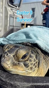 Meet Cooter B, a 365 pound female green sea turtle whose story is one of strength and resilience! She was rescued last month when a group of recreational boaters found her entangled in a trap line, stranded on a sandbar off Key West. Florida Fish and Wildlife teamed with the rescuers and USCG Key West Sector to bring Cooter B to shore at Key West City Marina where staff from The Turtle Hospital picked her up and transported her in The Turtle Hospital ambulance. Treatment for Cooter B included am