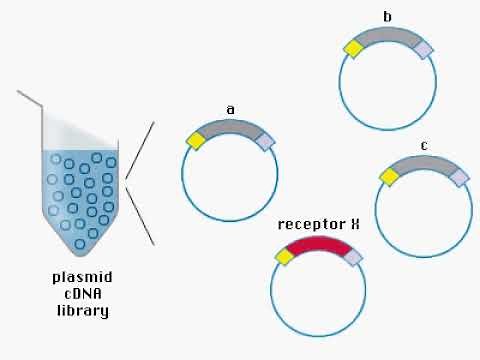 cDNA Library Animation