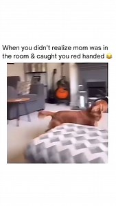 You still have extra slippers, right Mom 👀🐾 | Amazing Videos
