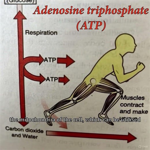 Adenosine triphosphate (Energy Currency of Cell)