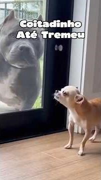 Coitadinho até tremeu 🤣🤣🤣