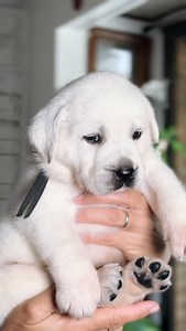 Can you seriously get any cuter?! This handsome boy is growing so fast😍 • • • • • #puppy #englishlabrador #whiteenglishlab #labbreeder #englishlab #labrador #fyp #whitelab #lablove #labradorphotography #puppylover #love | Hickory Bluff Labradors LLC